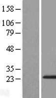 ZMAT5 Human Over-expression Lysate