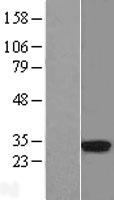 HLA-DRA Human Over-expression Lysate