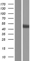 IRGC Human Over-expression Lysate