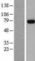 MEPCE Human Over-expression Lysate