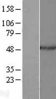 HNRPH2 (HNRNPH2) Human Over-expression Lysate