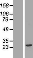 FGF20 Human Over-expression Lysate