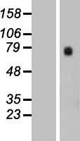 SLC7A10 Human Over-expression Lysate