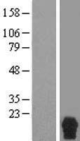 RPRM Human Over-expression Lysate