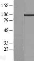 KCNQ5 Human Over-expression Lysate