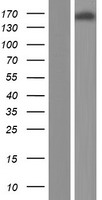 PARD3 Human Over-expression Lysate