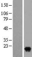 IL36 gamma (IL36G) Human Over-expression Lysate