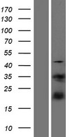 S100A4 Human Over-expression Lysate
