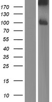 PCDHB8 Human Over-expression Lysate