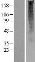 OR2S2 Human Over-expression Lysate