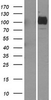 ASAH2 Human Over-expression Lysate