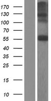 CHST7 Human Over-expression Lysate