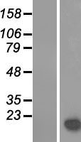 LGALS14 Human Over-expression Lysate