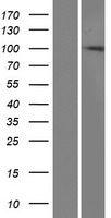 ZC3HAV1 Human Over-expression Lysate