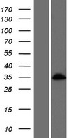 BARHL1 Human Over-expression Lysate