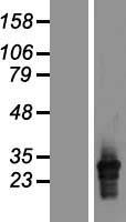 HLA-DQA2 Human Over-expression Lysate