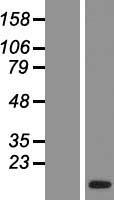 ACRV1 Human Over-expression Lysate
