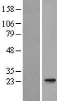 C15orf24 (EMC7) Human Over-expression Lysate