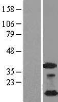 NDUFA4L2 Human Over-expression Lysate