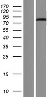DHX33 Human Over-expression Lysate