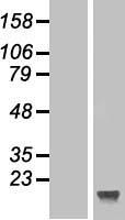 C2orf83 Human Over-expression Lysate