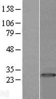 PRTFDC1 Human Over-expression Lysate