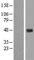 KCT2 (C5orf15) Human Over-expression Lysate
