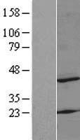 MRPS22 Human Over-expression Lysate