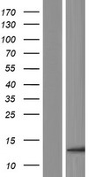 ENY2 Human Over-expression Lysate