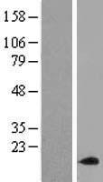 ACN9 (SDHAF3) Human Over-expression Lysate