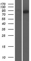 CNNM4 Human Over-expression Lysate