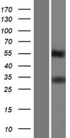 TMEPAI (PMEPA1) Human Over-expression Lysate