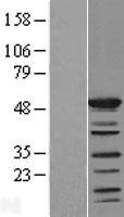 SHD Human Over-expression Lysate