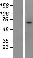 SLC6A20 Human Over-expression Lysate