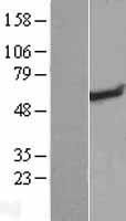 RAD26L (ERCC6L2) Human Over-expression Lysate
