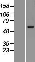 VANGL2 Human Over-expression Lysate