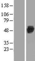 EIF2B3 Human Over-expression Lysate