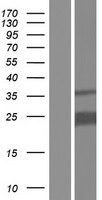 PITHD1 Human Over-expression Lysate