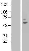 CPA6 Human Over-expression Lysate