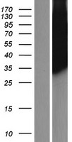 PLSCR3 Human Over-expression Lysate