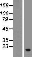SPINLW1 (EPPIN) Human Over-expression Lysate