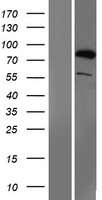 SMURF1 Human Over-expression Lysate