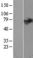 SLC44A2 Human Over-expression Lysate