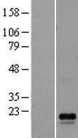 LYZL6 Human Over-expression Lysate