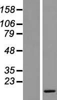 SMIM8 Human Over-expression Lysate