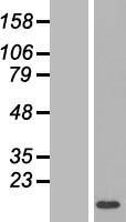 LYRM1 Human Over-expression Lysate