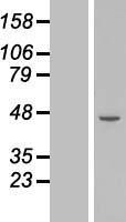 Deleted in azoospermia 4 (DAZ4) Human Over-expression Lysate
