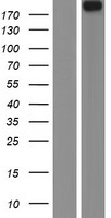 Neuron navigator 1 (NAV1) Human Over-expression Lysate