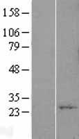 YIF1A Human Over-expression Lysate