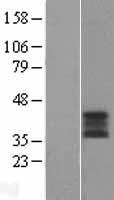ABO Human Over-expression Lysate
